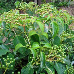 Cornus controversa 'Green Carpet'