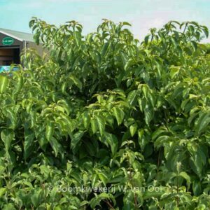Cornus controversa 'Pagoda'
