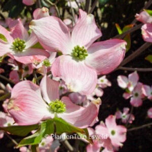 Cornus florida 'Sweetwater Red'