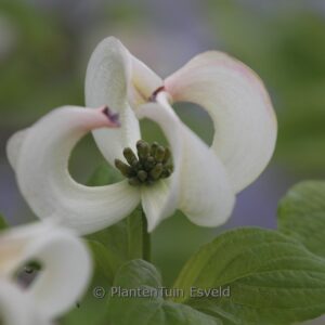 Cornus florida urbiniana