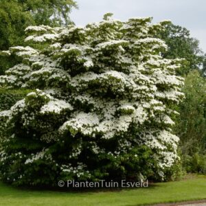 Cornus kousa