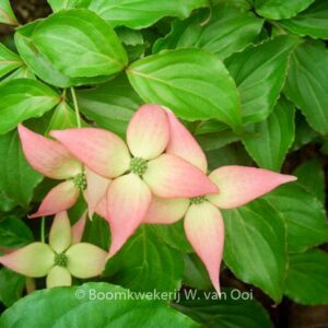Cornus kousa 'Beni Fuji'