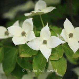 Cornus kousa 'China Girl'