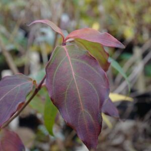 Cornus kousa 'Flower Tower'