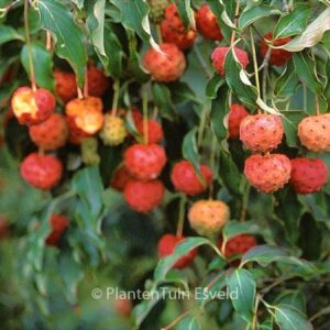 Cornus kousa 'Grossblumig spaet'