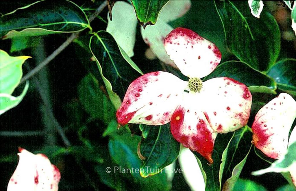 Cornus kousa 'John Slocock'