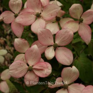 Cornus kousa 'Kea Bruentjen'