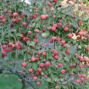 Cornus kousa 'Milky Way'