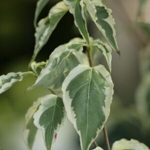 Cornus kousa 'Re Tivano'
