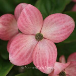 Cornus kousa 'Satomi'