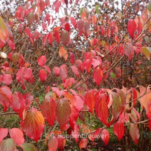 Cornus kousa 'Schmetterling'