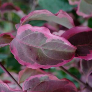 Cornus kousa 'Shira yuki'