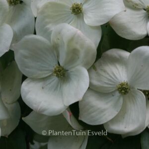 Cornus kousa 'Teutonia'