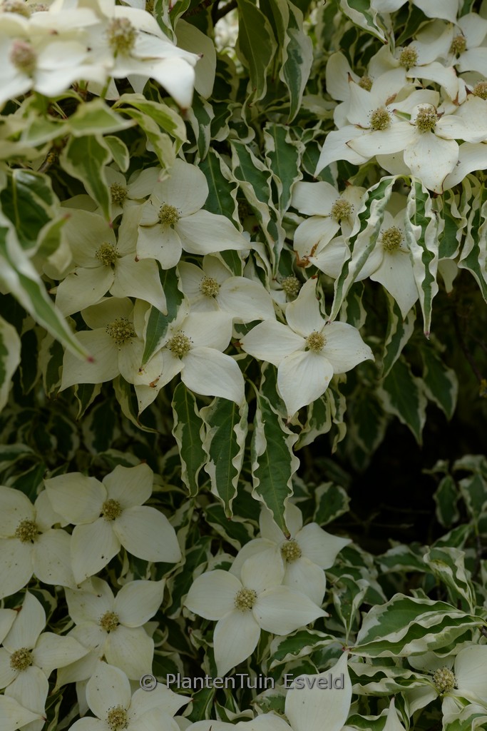 Cornus kousa 'Wolf's Eye' - Image 2