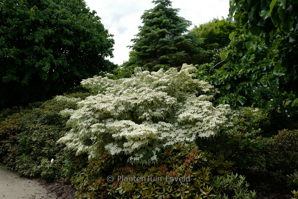 Cornus kousa 'Wolf's Eye' - Image 3
