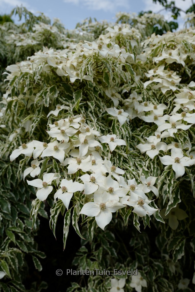 Cornus kousa 'Wolf's Eye' - Image 4