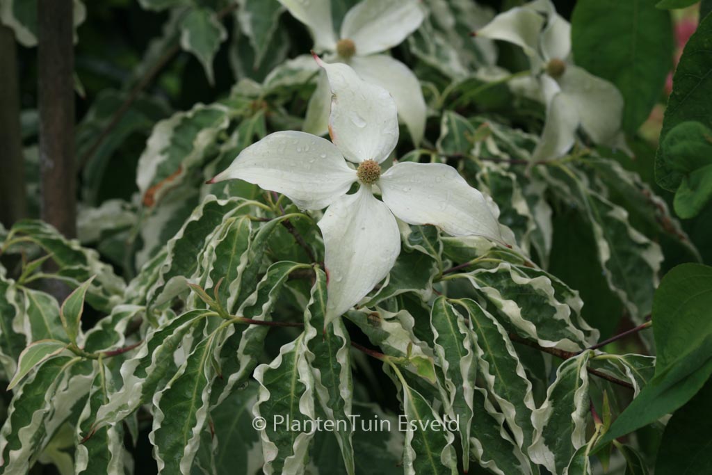 Cornus kousa 'Wolf's Eye'