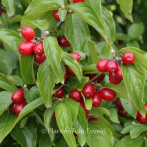 Cornus mas 'Golden Glory'