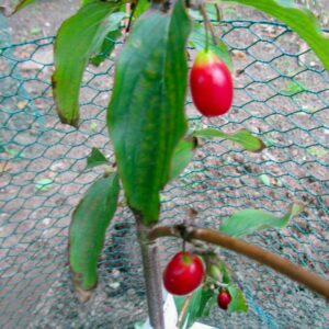 Cornus mas 'Pioneer'