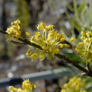 Cornus mas 'Schoenbrunner Gourmet-Dirndl'