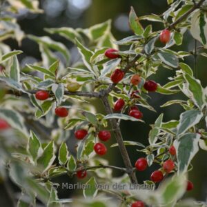 Cornus mas 'Variegata'