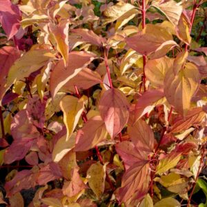 Cornus sanguinea 'Sifa'