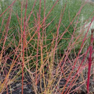 Cornus sanguinea 'Winter Beauty'