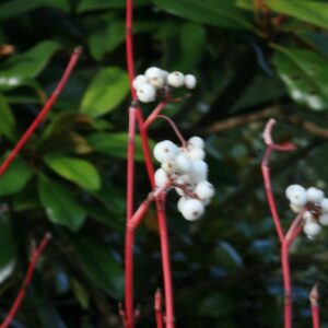 Cornus sericea 'Cardinal'
