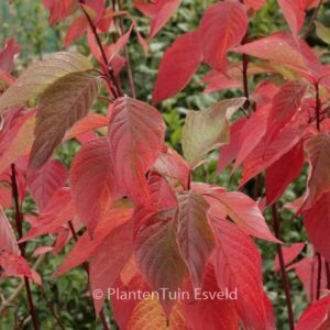 Cornus sericea 'Coral Red'