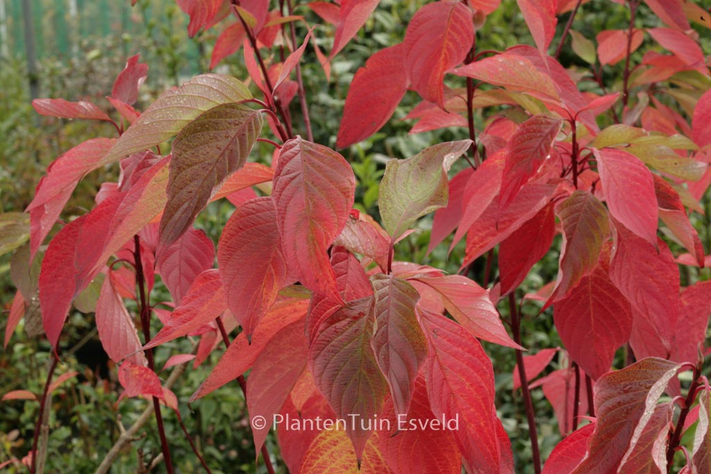 Cornus sericea 'Coral Red'