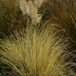 Cortaderia selloana 'Splendid Star'