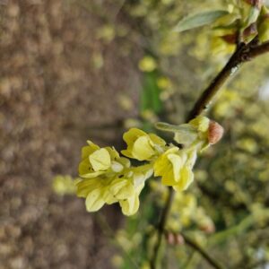 Corylopsis glabrescens