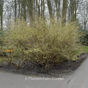 Corylopsis pauciflora