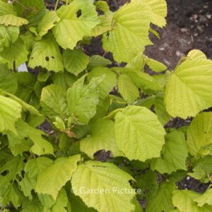 Corylus avellana 'Aurea'