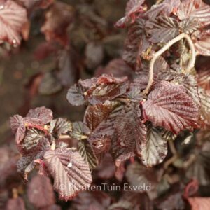 Corylus avellana 'Red Majestic'