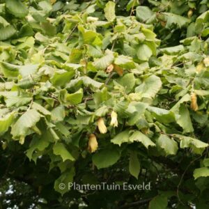 Corylus avellana 'Webb's Prize Cob'