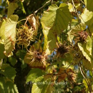 Corylus colurna