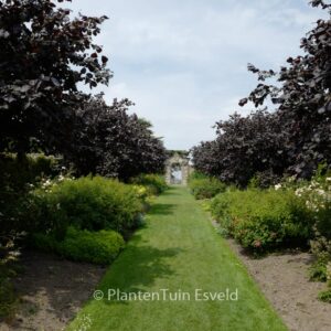 Corylus maxima 'Purpurea'