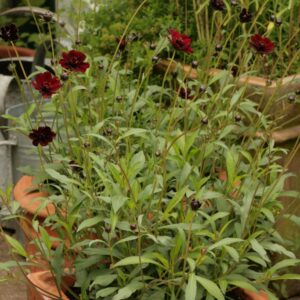 Cosmos atrosanguinea