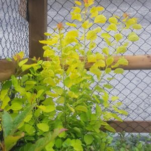 Cotinus coggygria 'Mincojau3' (GOLDEN LADY)