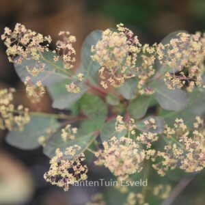 Cotinus coggygria 'Nordine'