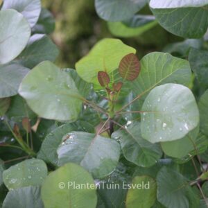 Cotinus coggygria 'Old Fashioned'