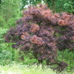 Cotinus coggygria 'Royal Purple'