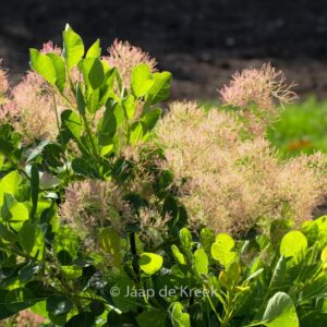 Cotinus coggygria 'Young Lady'