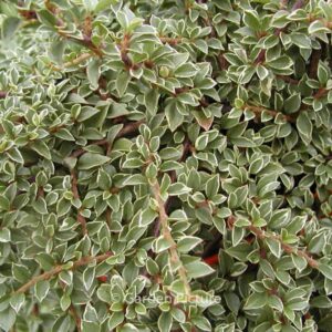 Cotoneaster atropurpureus 'Variegatus'