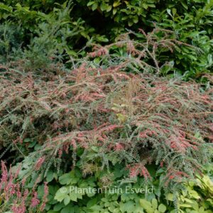 Cotoneaster horizontalis 'Horizon'