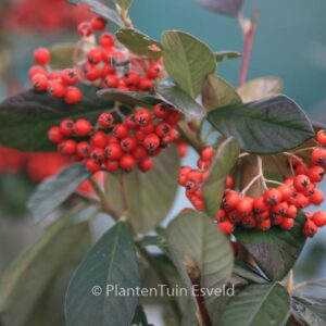 Cotoneaster lacteus