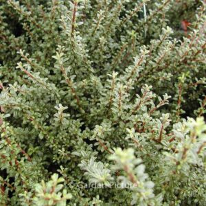 Cotoneaster microphyllus thymifolius