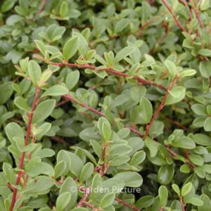 Cotoneaster radicans 'Eichholz'