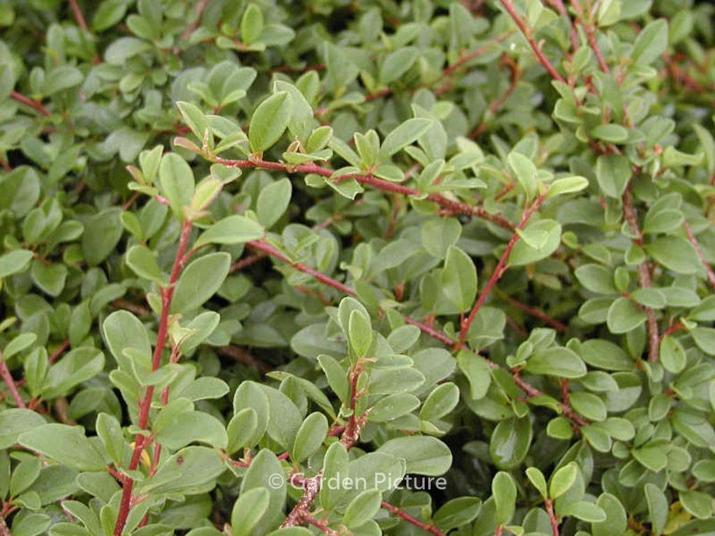 Cotoneaster radicans 'Eichholz'
